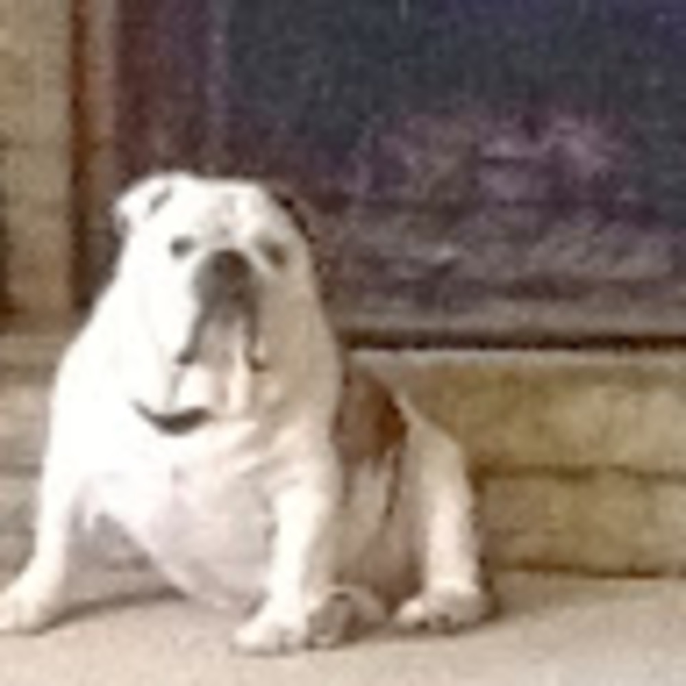 Meet your Posher, Elizabeth